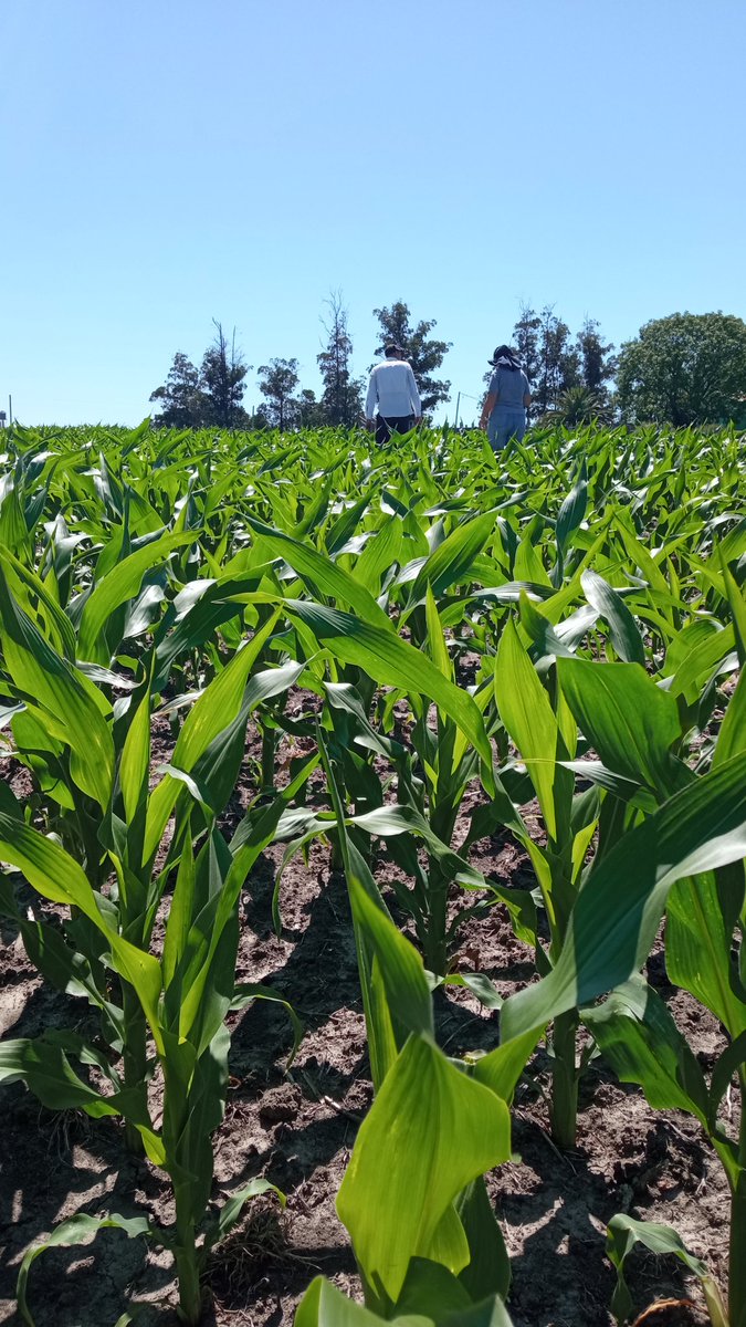 Recorriendo chacras de maíz de <a href="/NideraSemillas/">Nidera Semillas</a> junto con la nueva técnica comercial de Agrocentro Minas

Bienvenida Ing Agr Mariana Espino al equipo

Maíz NS 7818 VIP3

📍Villa Rosario, Lavalleja