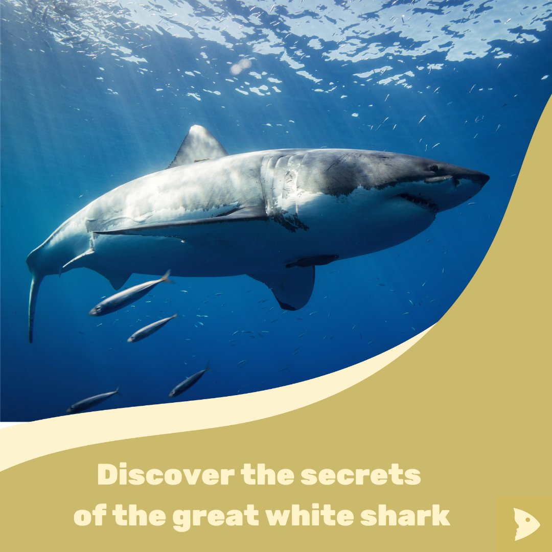 🦈🌊 What makes the great white shark so impressive? This video by <a href="/SharkprojectD/">Sharkproject_DE</a> shows how its 7 unique senses help it master the deep.⚡🐟

📹 Watch the video here: youtube.com/watch?v=6EveuG…

📷: Gerald Schömbs - unplash.com