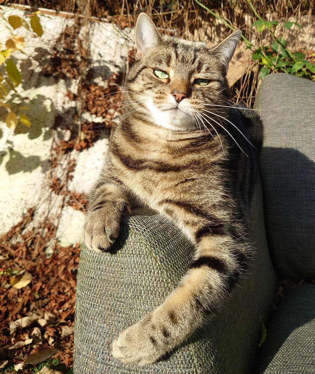 Lilly says hope you are having an ok #caturday 😑