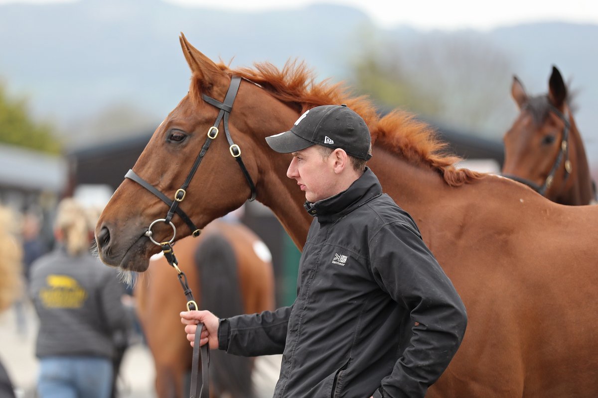 Tattersalls Cheltenham (@tattscheltenham) on Twitter photo Double Powerful collects his sixth in a row
1️⃣1️⃣1️⃣1️⃣1️⃣1️⃣
Wins today's opener <a href="/CheltenhamRaces/">CheltenhamRacecourse</a> for trainer Neil Mulholland
Sold here at the April Sale in 2023 by Foxley Stables to <a href="/Neil_Mulholland/">Neil Mulholland</a>, £42,000 ⬇️
Would you like a Cheltenham winner too? 🥇
Foxley Stables is Double Powerful collects his sixth in a row
1️⃣1️⃣1️⃣1️⃣1️⃣1️⃣
Wins today's opener <a href="/CheltenhamRaces/">CheltenhamRacecourse</a> for trainer Neil Mulholland
Sold here at the April Sale in 2023 by Foxley Stables to <a href="/Neil_Mulholland/">Neil Mulholland</a>, £42,000 ⬇️
Would you like a Cheltenham winner too? 🥇
Foxley Stables is