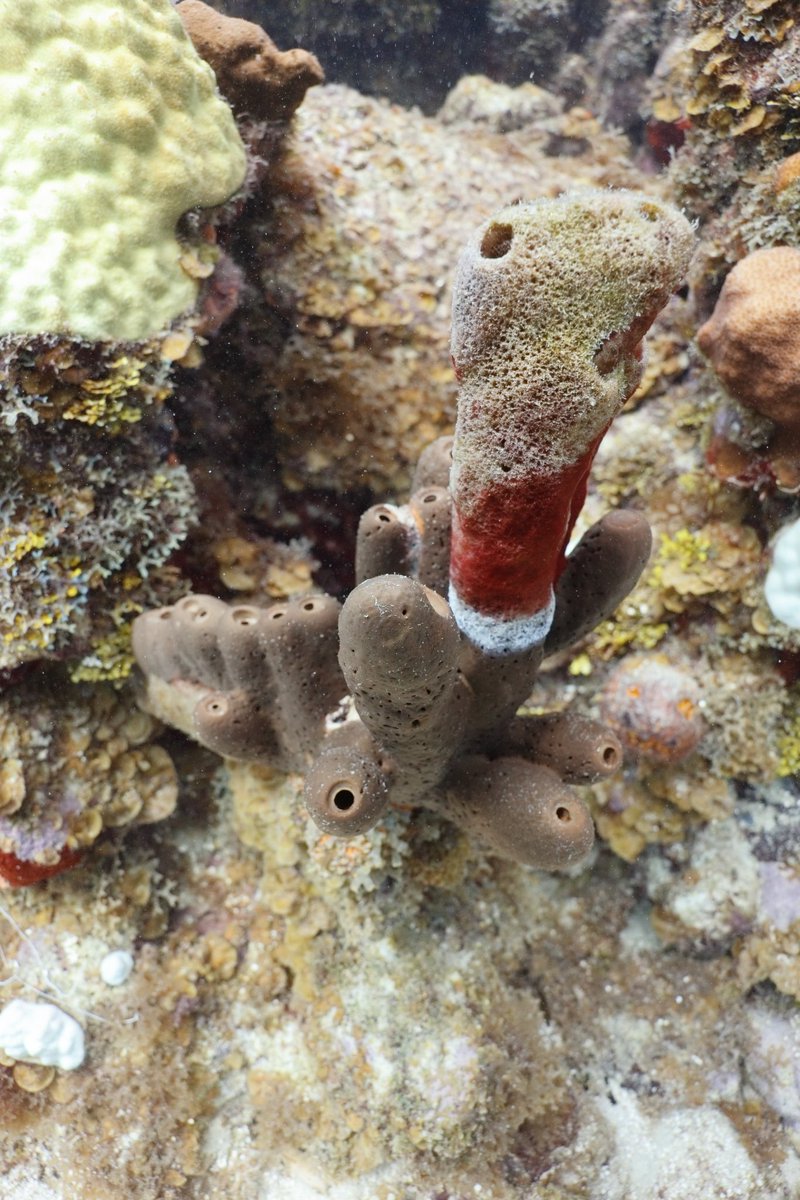 Dr. Lauren Olinger tweet media