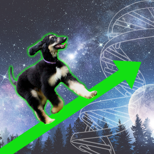 Snuppysol's tweet photo. $SNUPPY is good boy

higher https://t.co/lxayEN6Oyb