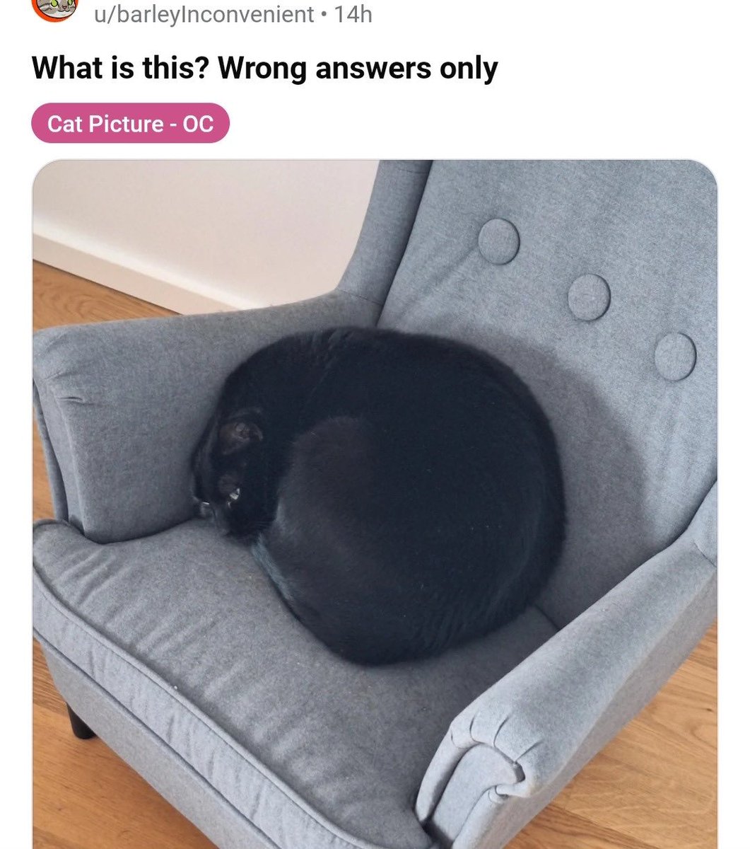 cats being weird little guys 👅 tweet media