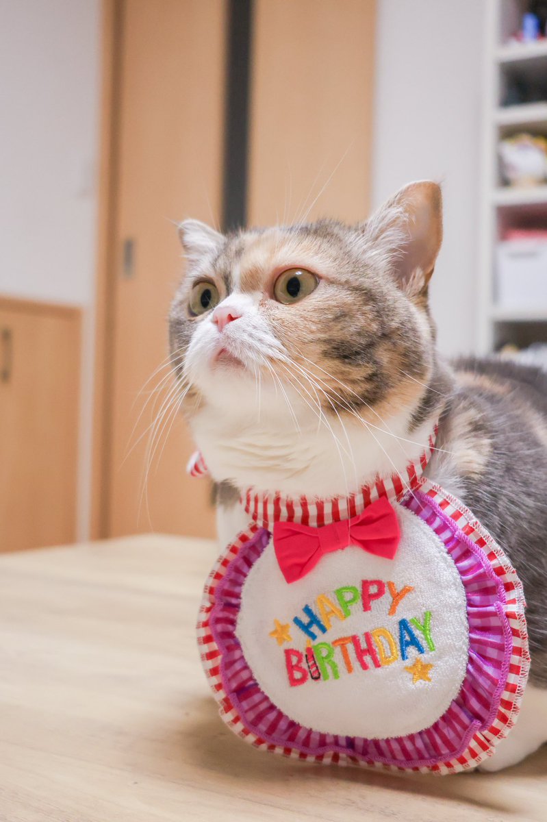 短足マンチカンすい (@sui_1115) / Posts / X