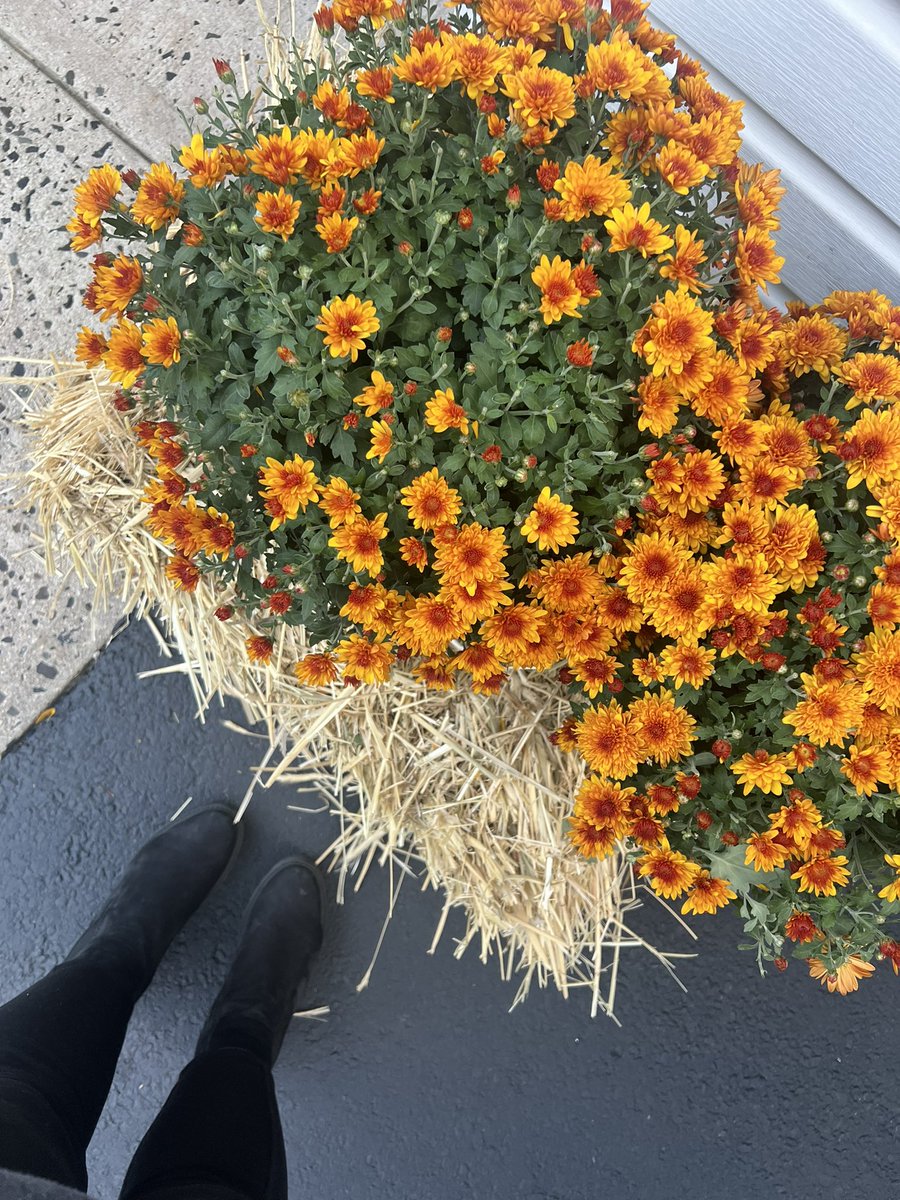 ginamarriee's tweet photo. basic girl fall has arrived 🍁🎃 https://t.co/YHFekflwSj
