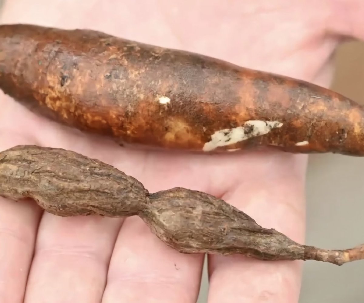 Wilmer Cuellar tweet media