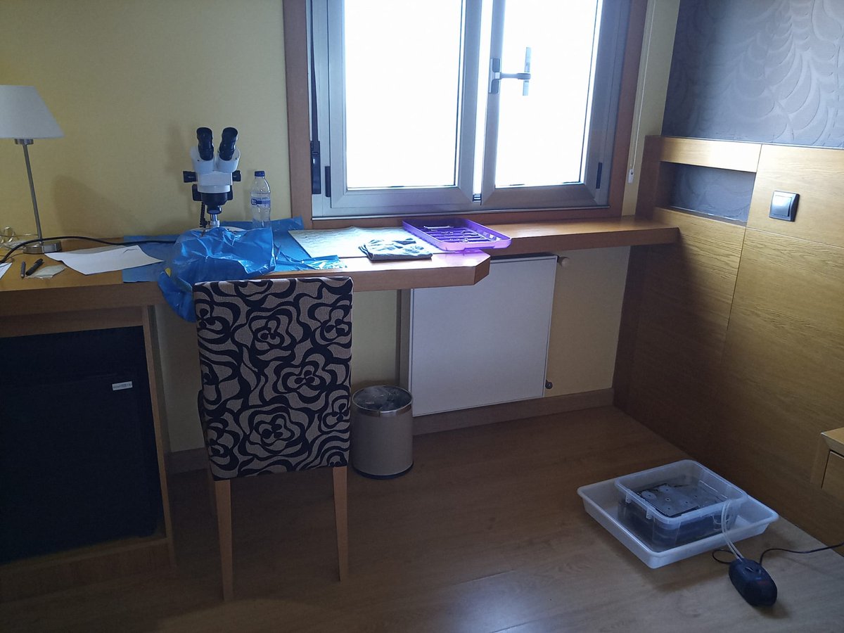 RosaChefaoui's tweet photo. Every #PERSIST and #InterMaRest sampling campaign has its own challenges… This time Rosa Viejo improvised a small marine lab at the hotel room… @BiodiversosU @IICG_URJC @omauniovi https://t.co/2BhCq3UaGg