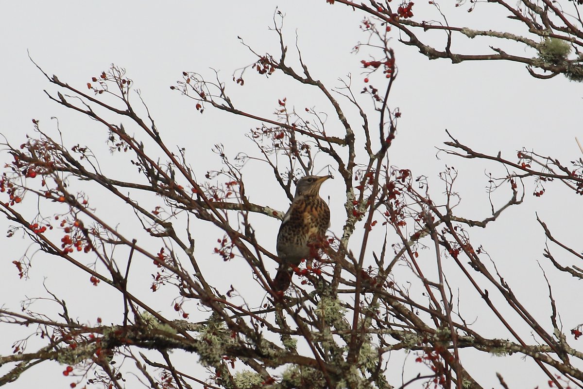 dornochlassie's tweet photo. Not the best light today, hundreds of #Fieldfare #Redwings #MistleThrush #Blackbirds #Starlings plus various small garden birds gorging themselves on #Rowan berries. Might not be any left for #waxwings if they appear next week with the artic blast forecast. https://t.co/NyJeyg9E4l