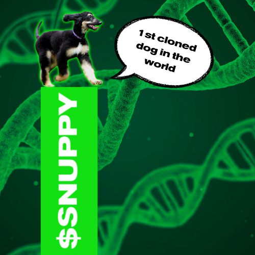 Snuppysol's tweet photo. In 2005 $SNUPPY made headlines now in 2024 he will once again create history on @solana for being the no 1 cloned dog token! https://t.co/UfhQHYqlbL