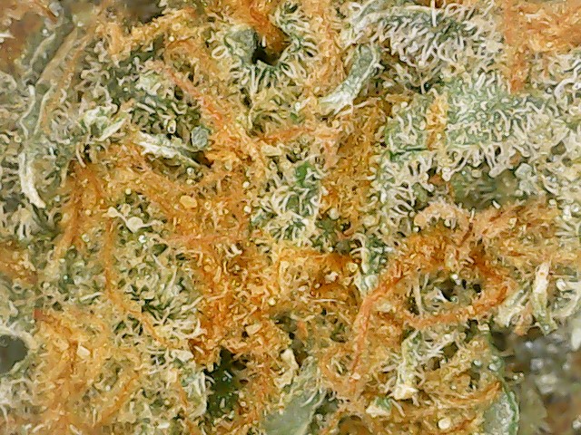 Cold weather got you craving sunshine? Try a little Mexican sun from Mill Creek Growth <a href="/GrowthMill/">Mill Creek Growth</a> - ACAPULCO GOLD is here! It's 16% THC but that's typical for this LOUD equatorial CLASSIC, and it's a great example of why THC as an indicator tends to be less important than aroma.