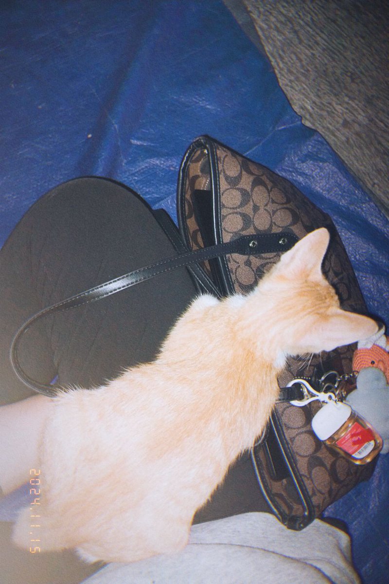 lucu bgt ini kucingnya tiba tiba naik sendiri trs nemplok begitu 😿🤏