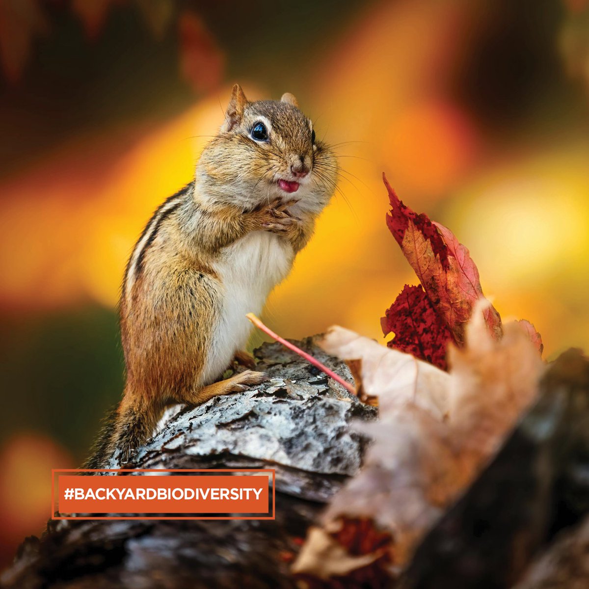 Leaving fallen leaves supports #BackyardBiodiversity! They provide food and shelter, increase soil nutrients, insulate plant roots and hibernating insects. Gas-powered leaf blowers also create air pollution, so please opt to rake leaves into gardens to support plants &amp; wildlife!