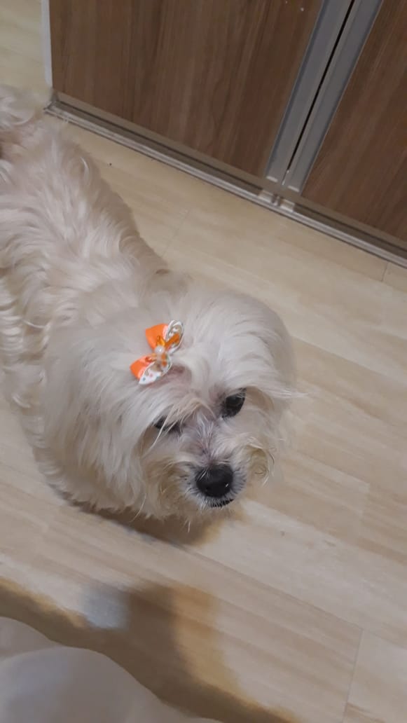 prod_gal's tweet photo. It's #DBDPetsDay I will show u all my doggo that lives in Brazil with my parents and a doggo that already died
The one with the bow is Princess, she died 3 years ago (and she hated pictures)
The other one is Cappuccino he is Princess' son and lives with my parents https://t.co/SPJWNG1fDb