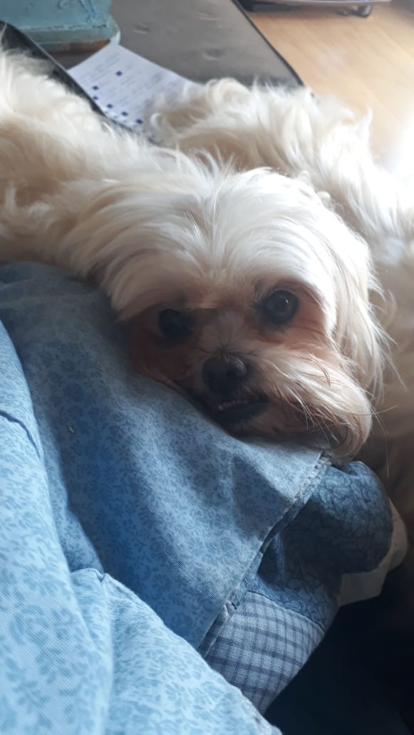prod_gal's tweet photo. It's #DBDPetsDay I will show u all my doggo that lives in Brazil with my parents and a doggo that already died
The one with the bow is Princess, she died 3 years ago (and she hated pictures)
The other one is Cappuccino he is Princess' son and lives with my parents https://t.co/SPJWNG1fDb