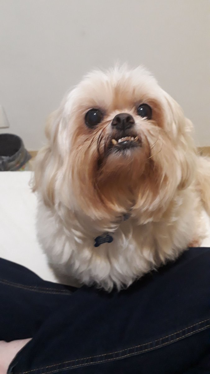 prod_gal's tweet photo. It's #DBDPetsDay I will show u all my doggo that lives in Brazil with my parents and a doggo that already died
The one with the bow is Princess, she died 3 years ago (and she hated pictures)
The other one is Cappuccino he is Princess' son and lives with my parents https://t.co/SPJWNG1fDb