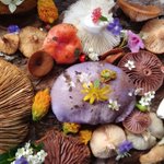 Photo by 🍄Scott.Shroom🍄 (@manton34)