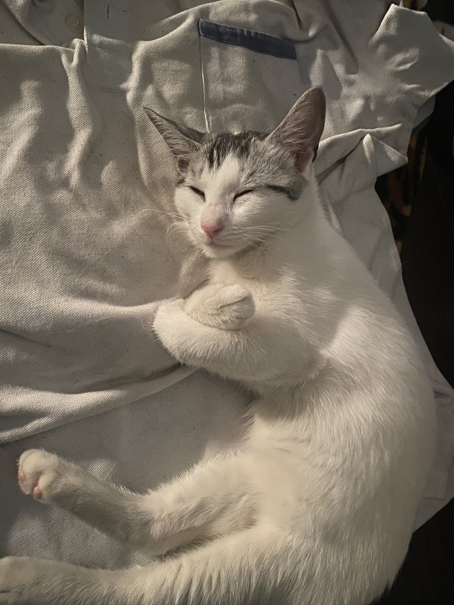 emmanorelya's tweet photo. Hi kucing saya dah 3 hari hilang, mintak sangat tolong , area nusa idaman/ bukit indah nusajaya johor bahru. anyone ternampak dia tolong pegangkan dia kalau jumpa. Pls call me terus 01111067584(emma) https://t.co/TiNVOvHwVy