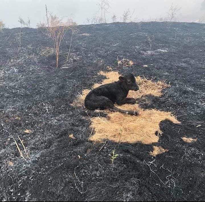 حتي الحيوانات لم تسلم من جرائم الجيش الارهابي المالي ومرتزقة فاقنير الروسية يحرقون الوديان الادغال بدون اي خجل و بدون اي إنسانية