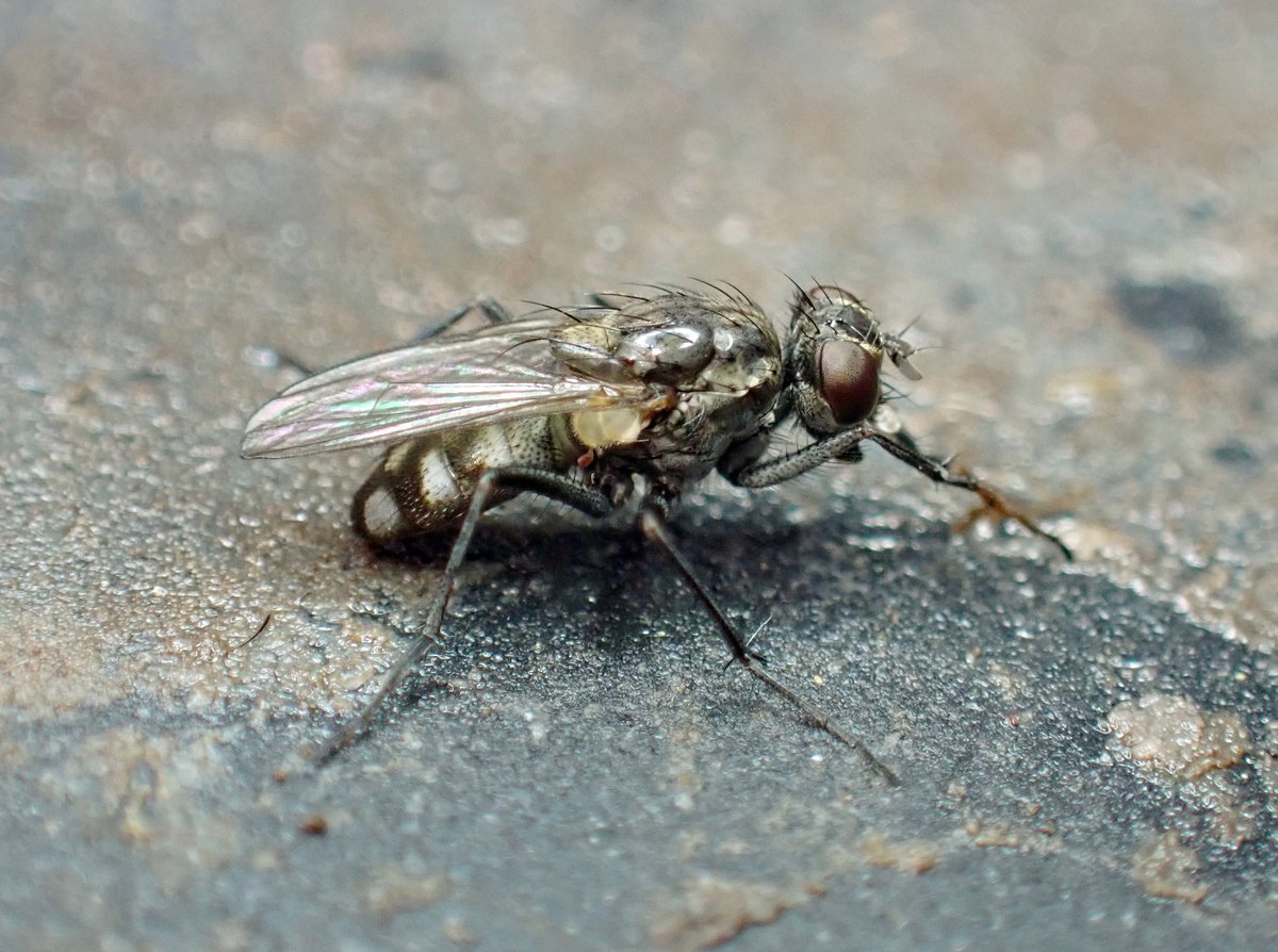 Steven Falk tweet media