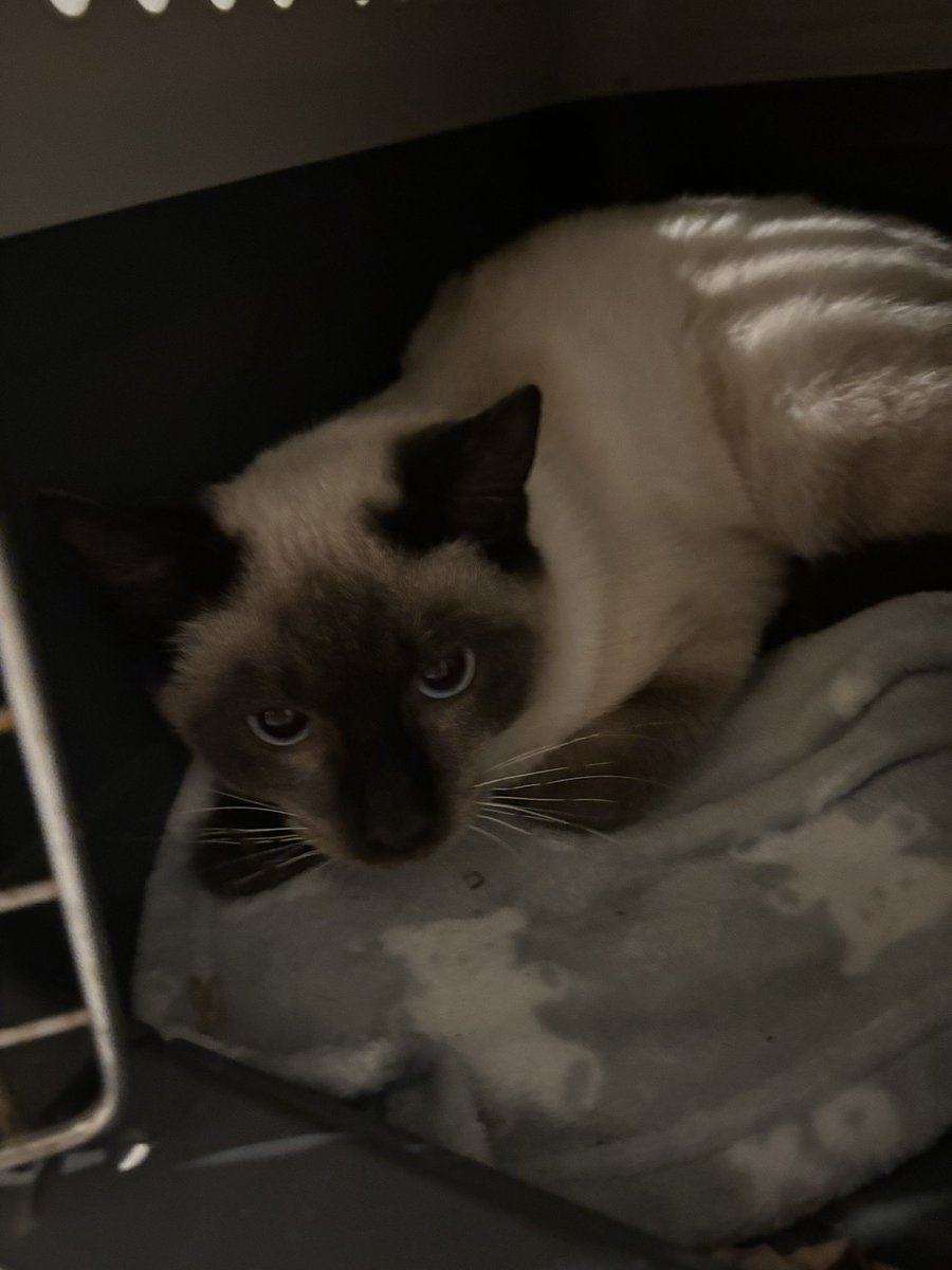 CarolWhitcomb7's tweet photo. So I rescued this sweet baby girl last night. She was a stray. She’s currently getting used to her new home and is a little timid. She was getting bullied by the other strays in the neighborhood but she’s safe now and found her forever home. No name yet. https://t.co/oGmBG5xzka