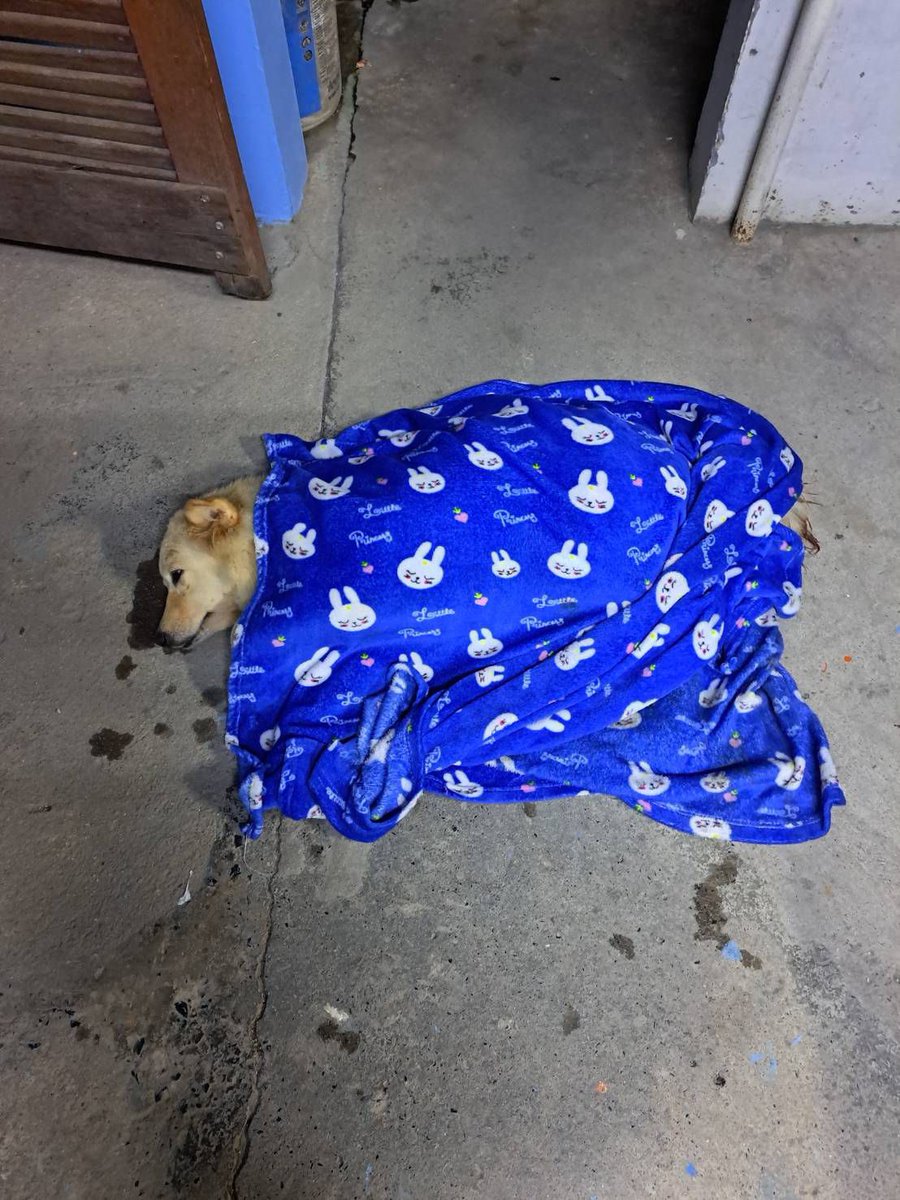 NiallHarbison's tweet image. You might remember Matilda. She was hit by a truck and left for dead 3 weeks ago. 

Well she is back from her operation and not only is there great news but Nurse Hank is on duty. 

This shows you the gentle kind nature of dogs… (1/8)