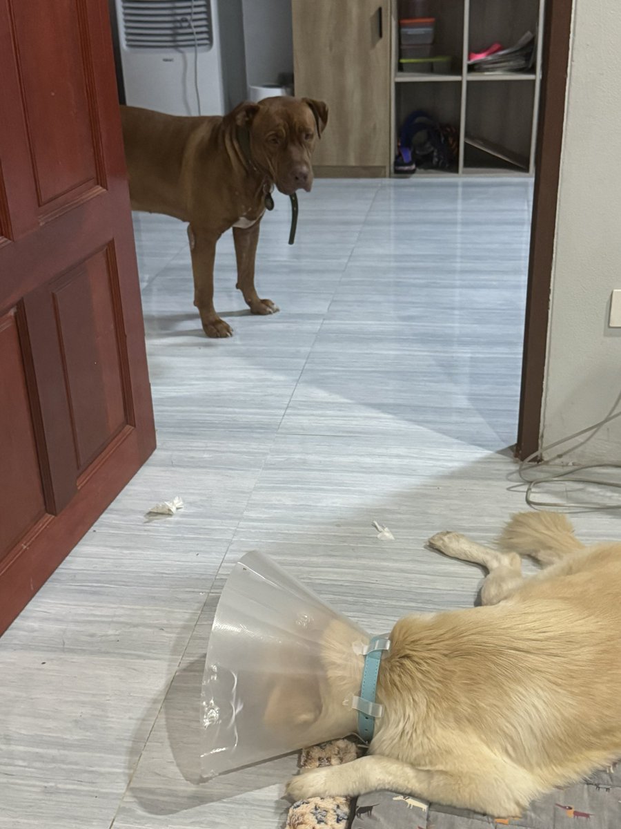 NiallHarbison's tweet image. You might remember Matilda. She was hit by a truck and left for dead 3 weeks ago. 

Well she is back from her operation and not only is there great news but Nurse Hank is on duty. 

This shows you the gentle kind nature of dogs… (1/8)