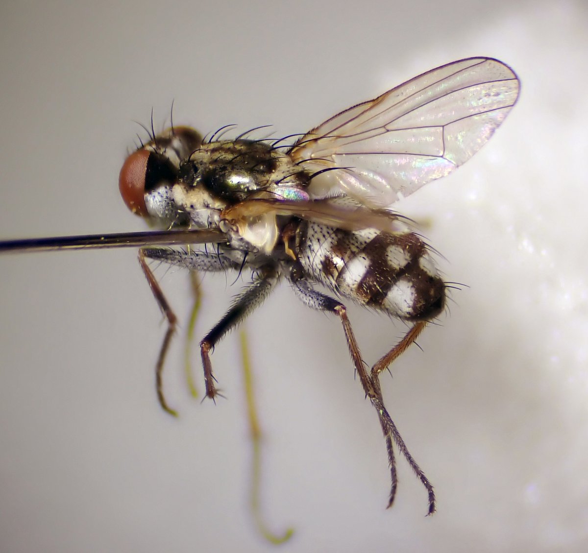 Steven Falk tweet media