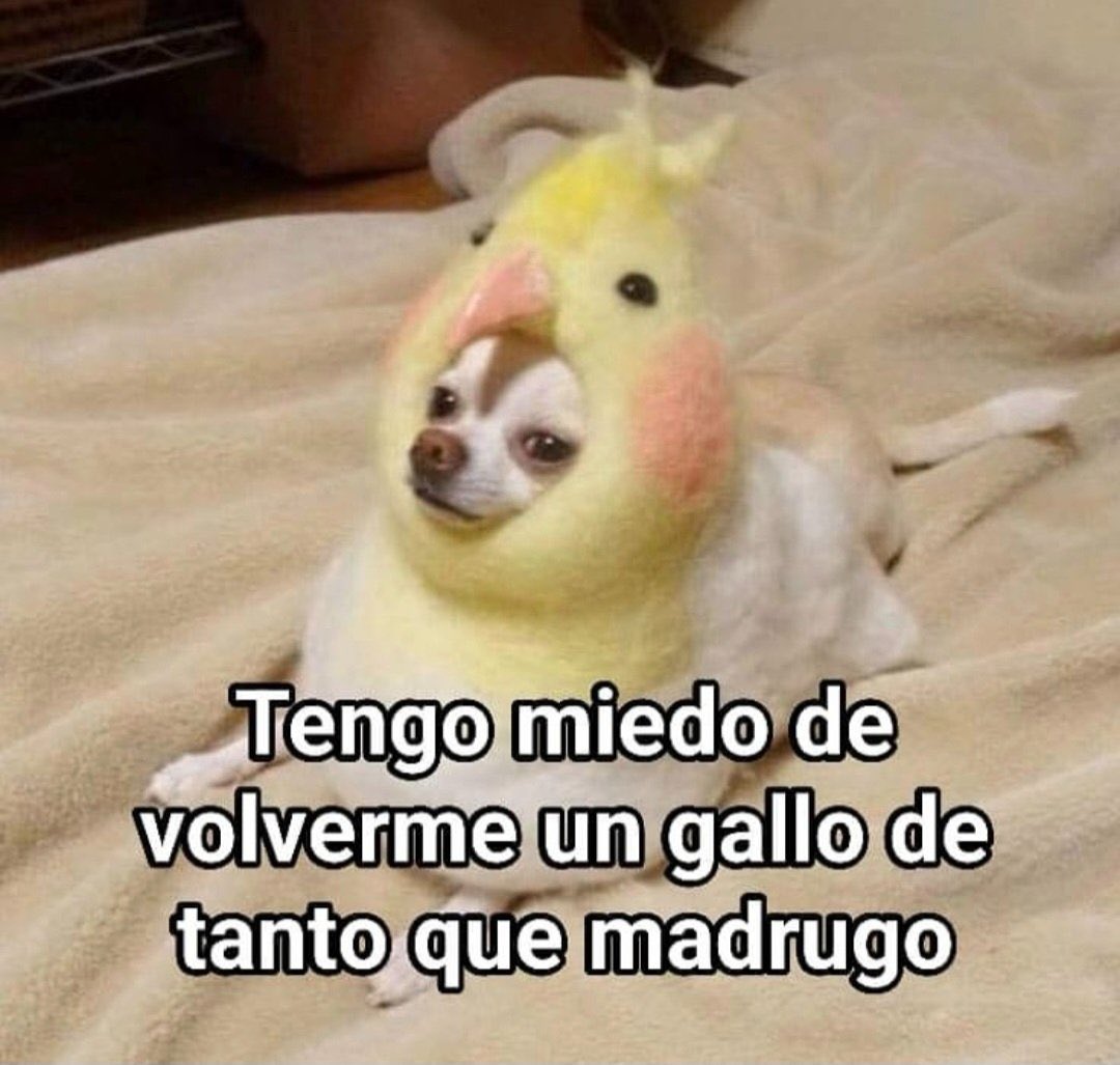 🐓