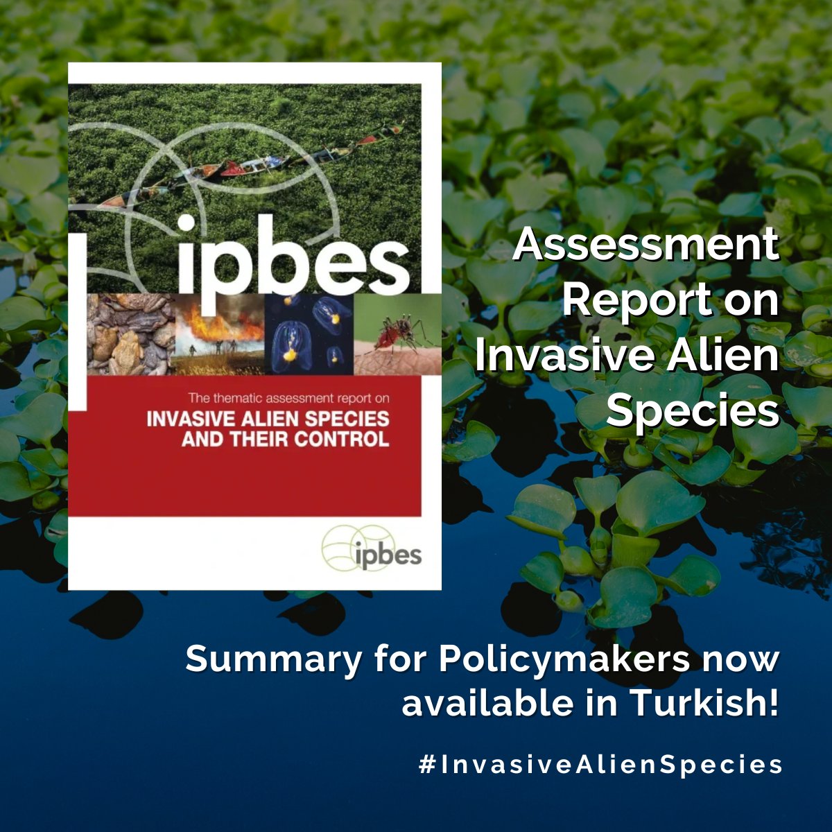 The <a href="/IPBES/">ipbes</a> Summary for Policymakers of the #InvasiveAlienSpecies Report is now available in Turkish, thanks to a courtesy translation! 🌍

Increased access to help raise awareness &amp; inform action on #biodiversity.

Access it here: ipbes.net/ias