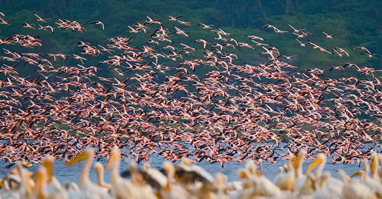 African-Eurasian Waterbird Agreement (AEWA) (@unep_aewa) on Twitter photo Reports by <a href="/UNEP/">UN Environment Programme</a> and <a href="/UN_Water/">UN-Water</a> highlight the urgent need to restore and protect the planet’s freshwater ecosystems 💦.
Freshwater plays also a critical role in the conservation of #migratorywaterbirds particularly along key migratory routes.
Learn more: unep-aewa.org/en/news/critic… Reports by <a href="/UNEP/">UN Environment Programme</a> and <a href="/UN_Water/">UN-Water</a> highlight the urgent need to restore and protect the planet’s freshwater ecosystems 💦.
Freshwater plays also a critical role in the conservation of #migratorywaterbirds particularly along key migratory routes.
Learn more: unep-aewa.org/en/news/critic…