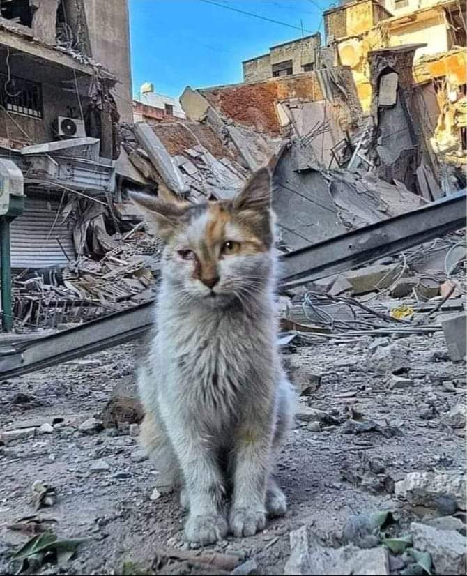 حتى القطط تشهد على ظلم لا يرحم، و دمار لا يتوقف، وسط تواطؤ القريب قبل الغريب .
لا حول ولا قوة إلا بالله