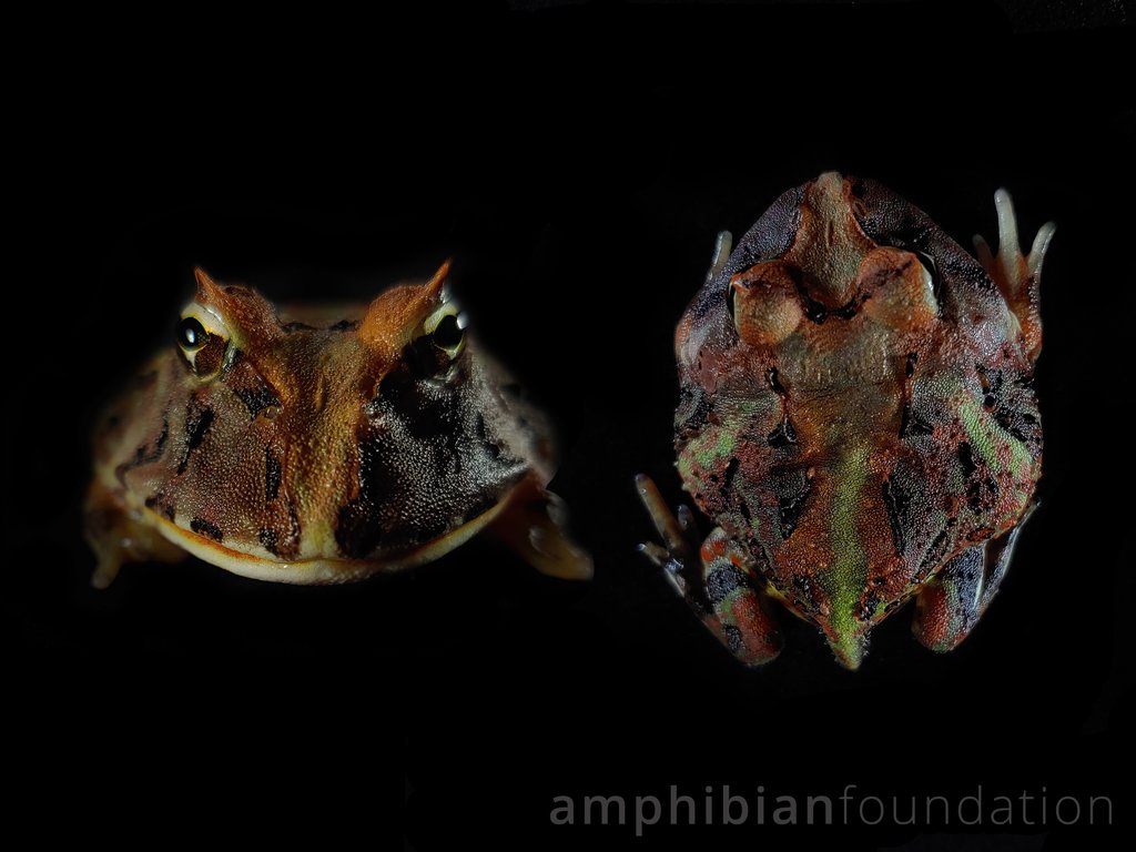 amphibianfound's tweet photo. Adventure? Relaxation? Hunting down some tasty treats?
No matter what angle you approach this #FrogFriday from, we hope it's a prequel to #AmphibiousAF awesomeness this weekend!
#BrazilianHornedFrog #Frog #Ceratophrysaurita #Ceratophrys #HornedFrog #Ceratophryidae https://t.co/ecce29Hcjk