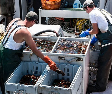 Supporting local communities is at the heart of what we do 🌍 The Urchinomics model creates jobs and boosts coastal economies reliant on marine resources. By partnering with local fishers, we’re building sustainable livelihoods linked to ocean conservation. #Sustainability