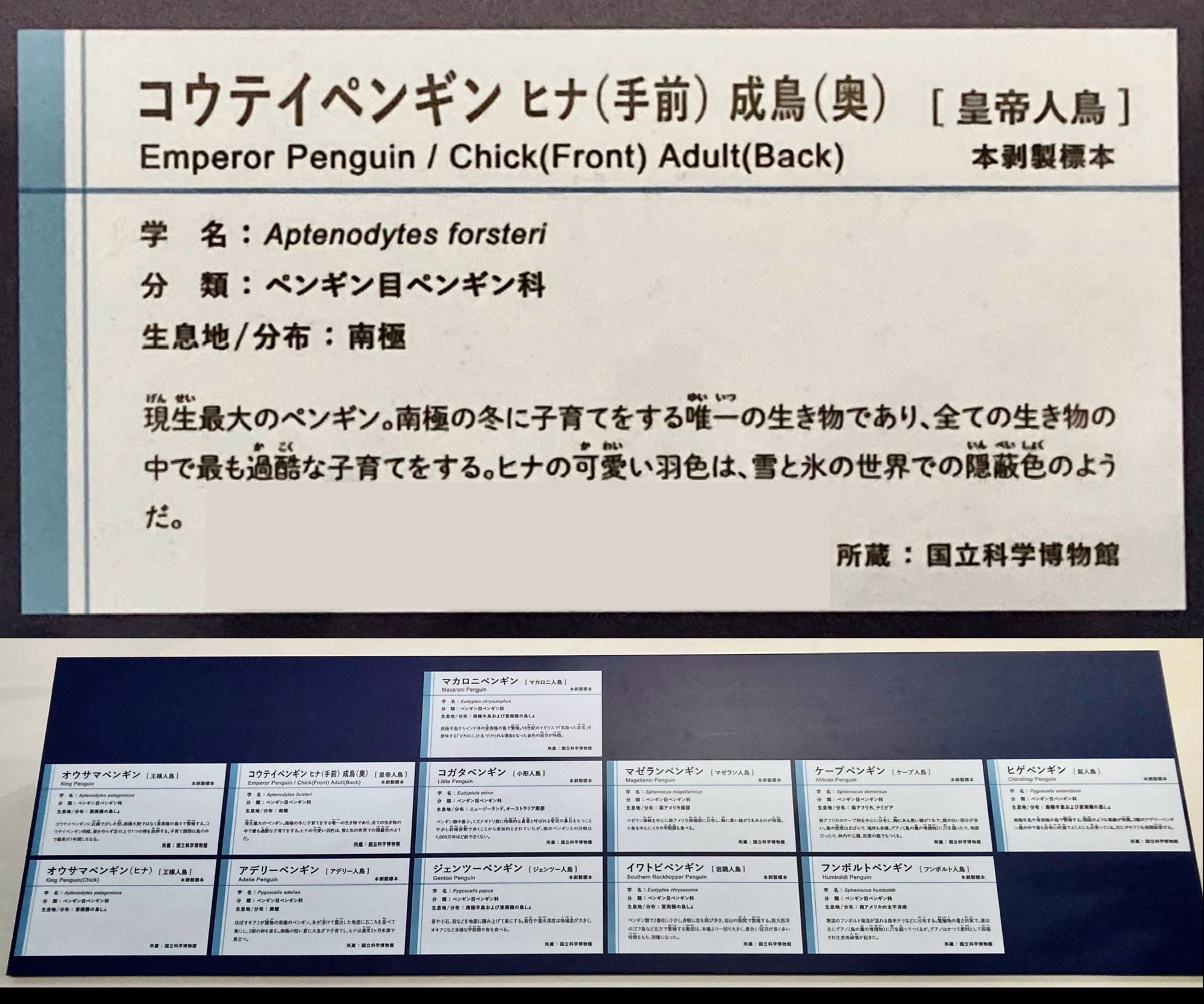 ペンギン剥製 骸屋本舗 on X: 