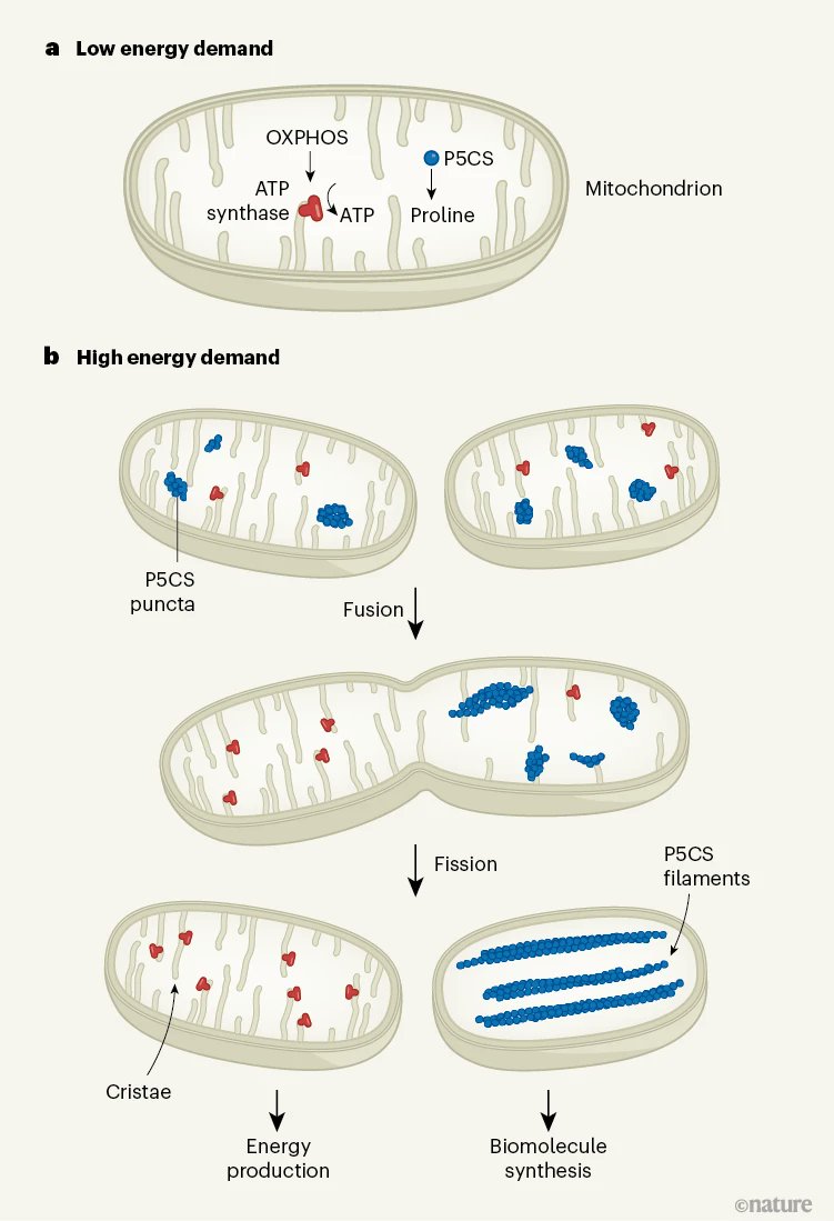 Lasker Foundation (@laskerfdn) on Twitter photo Division of energetic labor in a cell: Mitochondria segregate into 2 distinct subpopulations under nutrient-limited conditions to perform competing processes of ATP-production and synthesis of essential cellular building blocks. nature.com/articles/s4158… <a href="/MSKCancerCenter/">Memorial Sloan Kettering Cancer Center</a> Division of energetic labor in a cell: Mitochondria segregate into 2 distinct subpopulations under nutrient-limited conditions to perform competing processes of ATP-production and synthesis of essential cellular building blocks. nature.com/articles/s4158… <a href="/MSKCancerCenter/">Memorial Sloan Kettering Cancer Center</a>