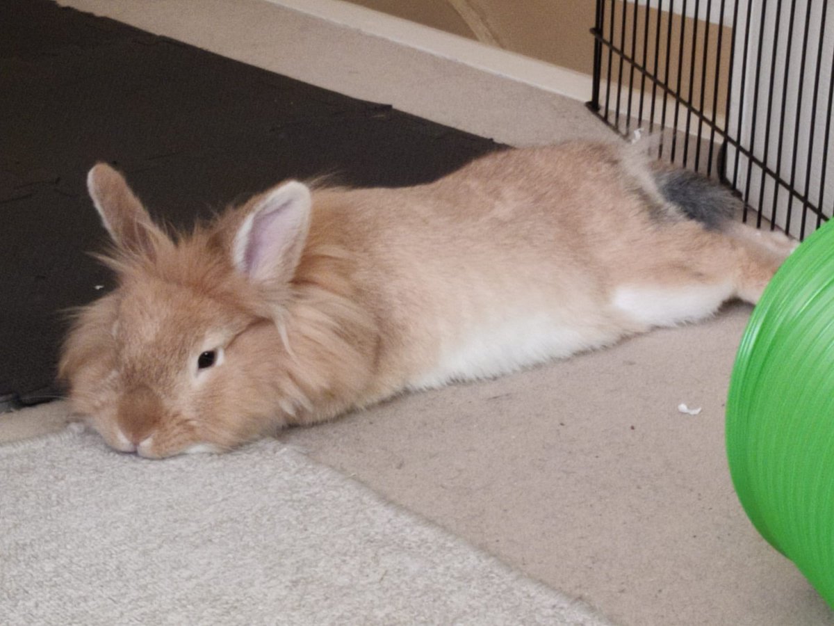 Haven't posted on this account for a hot min so here is an update:

Peanut has thankfully survived (will have minor head tilt from this point forward but nothing major)

But I'm pretty busy w my Vtubing activities, so ill only be posting here sparingly