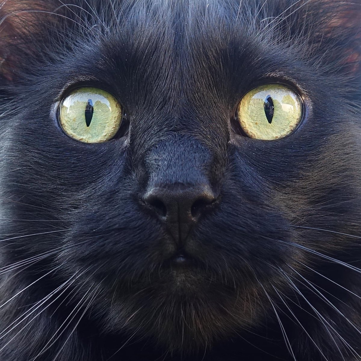 ColeTheBlackCat's tweet photo. Black cats steal hearts, not souls 🖤
#BlackCatFriday #TeamColeFurever https://t.co/FSmRa4GvHw