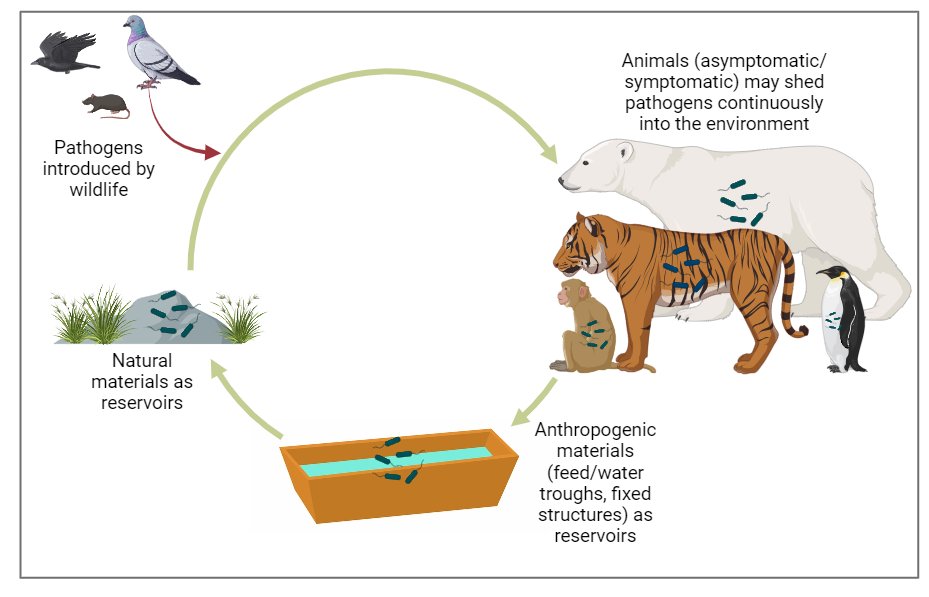 🚨 #PhD  Opportunity! 🚨
Explore Reservoirs of Bacterial Pathogens in Captive Animal Enclosures 🦠🌿🐅🐧 and uncover evolutionary drivers in a changing climate 🌎🔍 with me, <a href="/RS_Quilliam/">Richard Quilliam</a>, and @RZSS! <a href="/IapetusDTP/">IAPETUS DTP</a>
🔗 tinyurl.com/f2eem9zk
#OneHealth #ClimateChange #Zoonoses