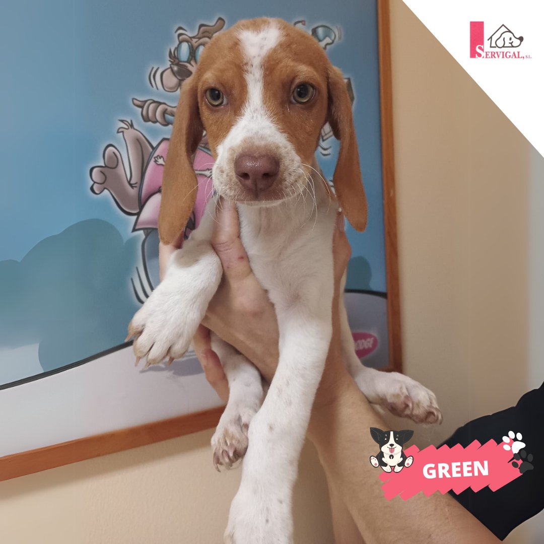 Green es un cachorro de 3 meses, mestizo de caza, que hace honor a su nombre con esos ojitos 💚 Cuando crezca pesará unos 15 kilos y es una bolita de amor cuando tiene un poco de confianza.

🏡 ¿Te animas a hacerlo parte de tu familia?

Contáctanos llamando al 981 679 083 📞