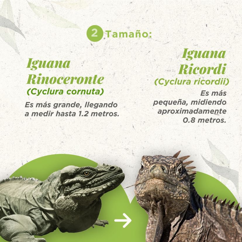 fpropagas's tweet photo. 🤔 ¿Sabías que en nuestra isla conviven 2 iguanas que son fácilmente confundidas? 

La Iguana Rinoceronte , con sus "cuernos" y tamaño imponente, habita en los bosques secos. La Iguana Ricordi, más tímida y camuflada, prefiere refugios rocosos. 

¡Cuidemos de ellas! 💚 https://t.co/8HtfIe6HFa