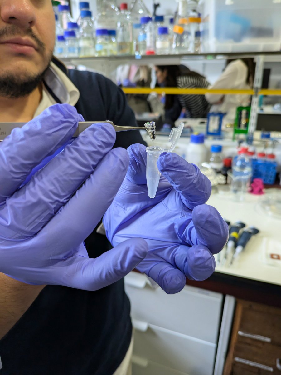 AI-driven Optical Biology Lab (@aiopticalbiolab) on Twitter photo While we’re perfecting our new lab, our researchers are still busy at <a href="/GIMM_Institute/">GIMM Foundation</a>!🧫Postdocs <a href="/_mariod/">Mario Del Rosario</a> and <a href="/ArisDaria/">Daria Aristova</a> recently led a workshop on "Expansion Microscopy for Cellular Structural Mapping" to IBB PhD programme diving into the principles of this innovative technique! While we’re perfecting our new lab, our researchers are still busy at <a href="/GIMM_Institute/">GIMM Foundation</a>!🧫Postdocs <a href="/_mariod/">Mario Del Rosario</a> and <a href="/ArisDaria/">Daria Aristova</a> recently led a workshop on "Expansion Microscopy for Cellular Structural Mapping" to IBB PhD programme diving into the principles of this innovative technique!