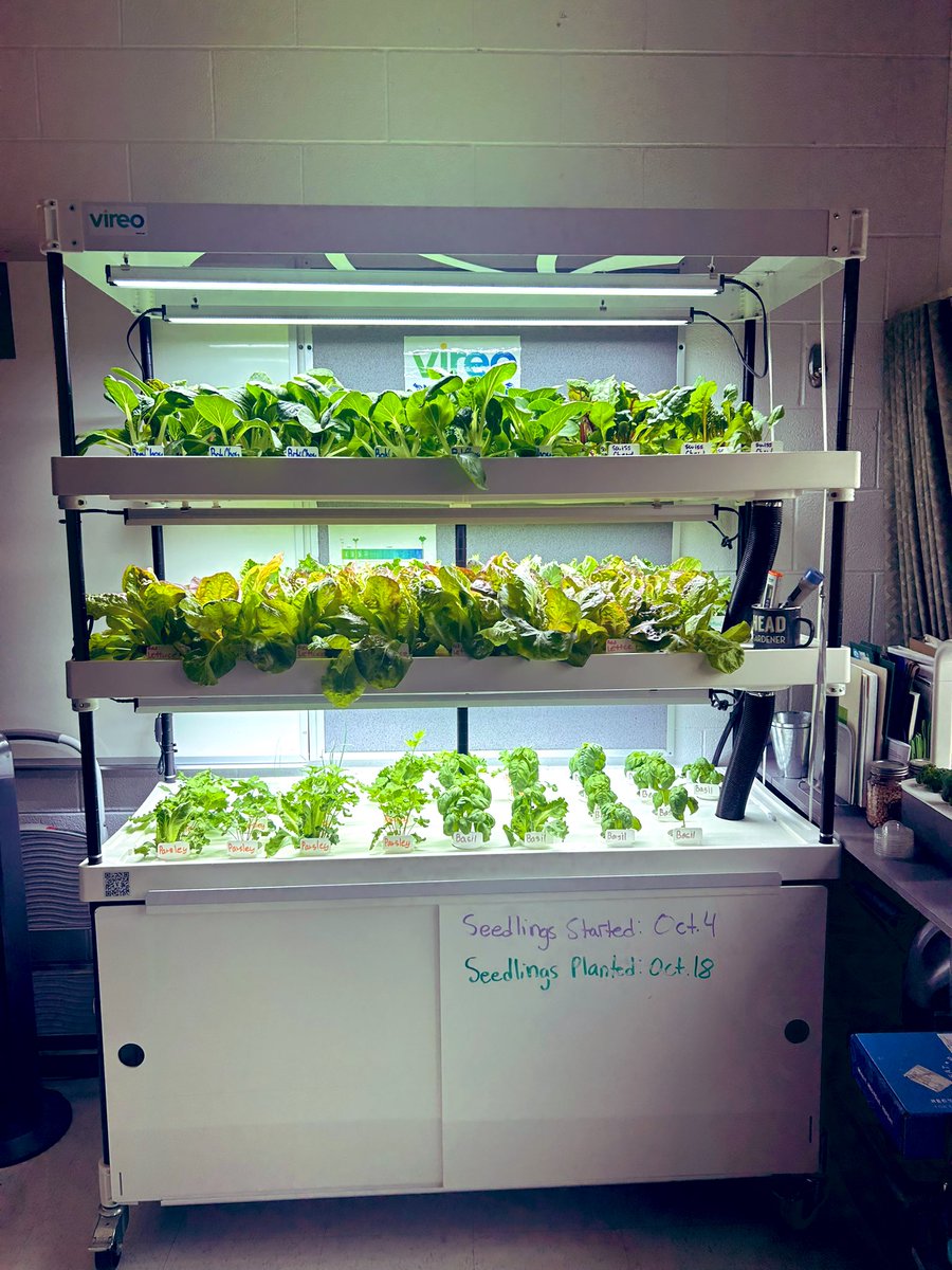 Rochelle Tkach 🌱 tweet media