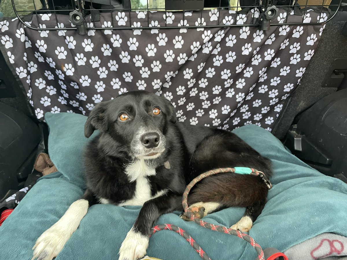 What Pippa Did Next tweet media