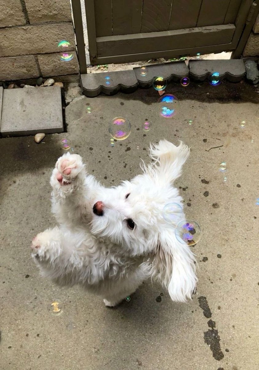 twaniimals's tweet photo. https://t.co/up7ozrg6SJ