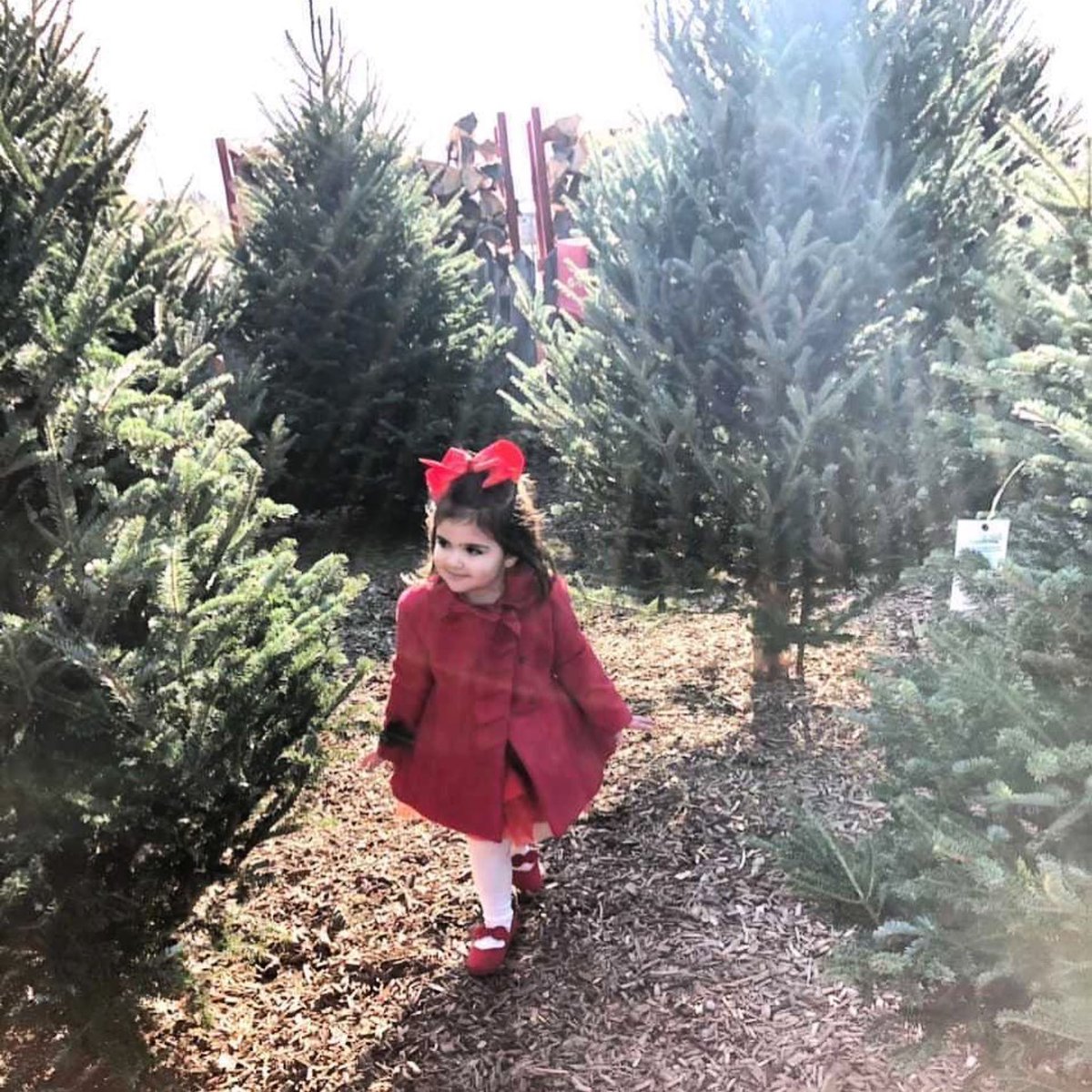 It’s Christmas Tree Season 🎅

It’s time to find your perfect Christmas tree right here at Springridge Farm – choose from hundreds and hundreds of the most beautiful fresh-cut premium Fraser Fir, Balsam Fir Scotch Pine, and Snow Tip trees 🎄

We’re open daily from 9 to 5
