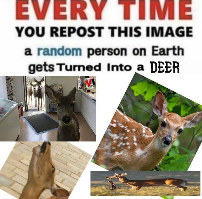 Deer in Places they Shouldn't Be tweet media