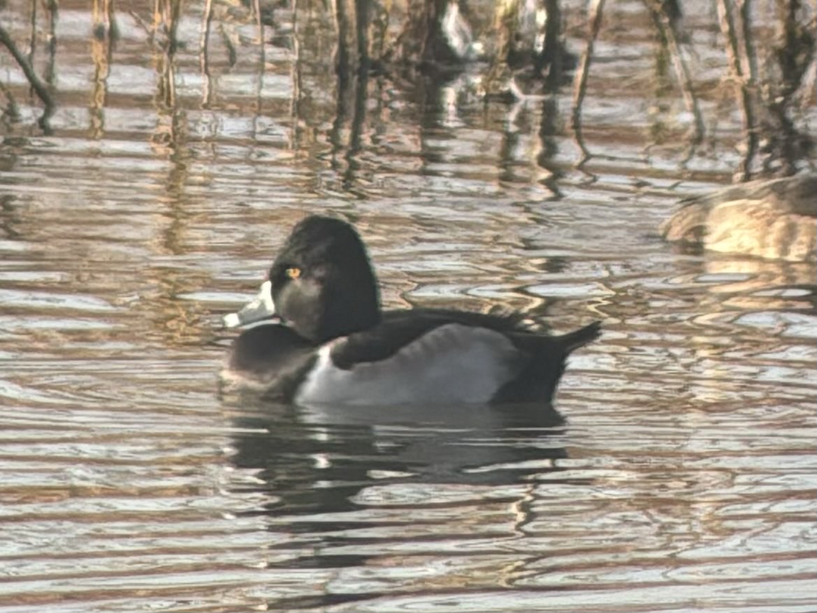 Edward Lea tweet media