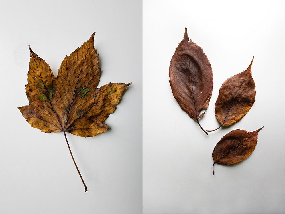 With the changing of the seasons, endings also bring new beginnings. What are you doing in your #business to enhance your #marketing for #2025? Contact me for #storytelling #photography to promote your #brand.