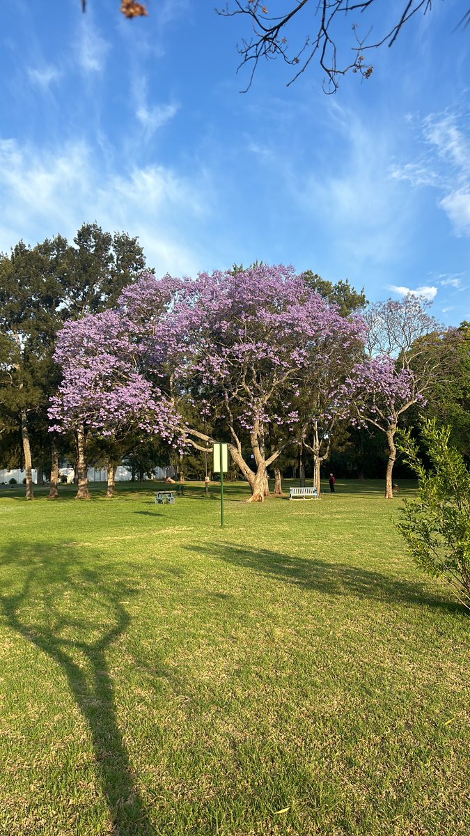 The jacarandas of jo’burg in full bloom