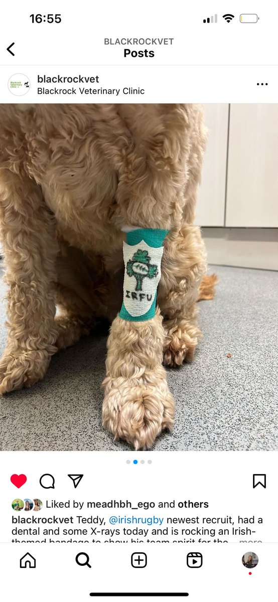 John Ryan (@ryanjtw) on Twitter photo Nice touch by @blackrockvets with customised bandage for this injured fellow in support of ā¦<a href="/irelandrugby/">irelandrugby</a>ā© tonight Nice touch by @blackrockvets with customised bandage for this injured fellow in support of ā¦<a href="/irelandrugby/">irelandrugby</a>ā© tonight